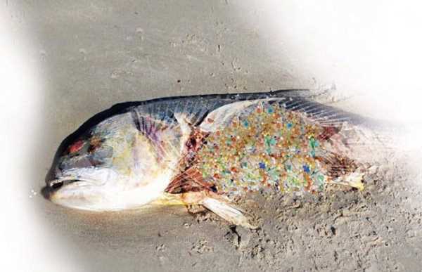 Microplasticos peces