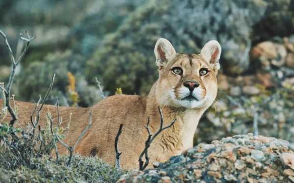 Pumas