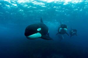 Ballenas