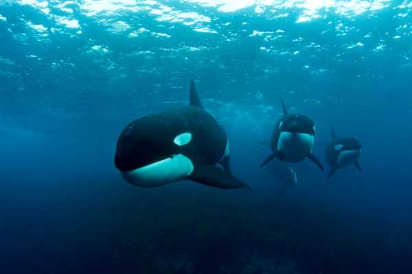 Ballenas