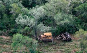 Deforestacion
