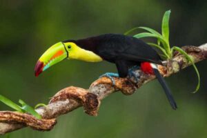 Ave tropical