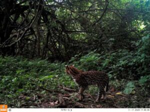 Ocelote 2 - Monitoreo de fauna - Reserva Natural y Cultural Papel Misionero - Grupo Arcor