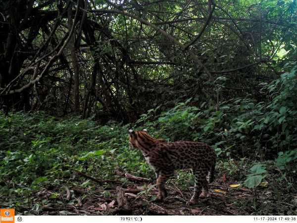 Ocelote 2 - Monitoreo de fauna - Reserva Natural y Cultural Papel Misionero - Grupo Arcor