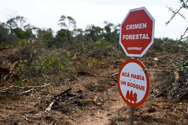 deforestacion