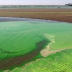 Cianobacterias Berisso