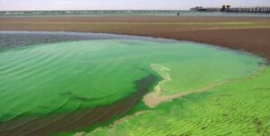 Cianobacterias Berisso