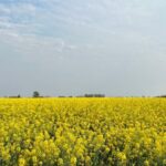 colza Bunge