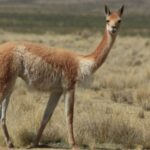 Fauna Silvestre