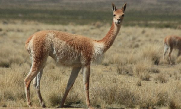 Fauna Silvestre