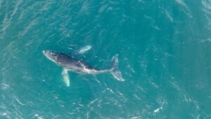 Ballena Jorobada