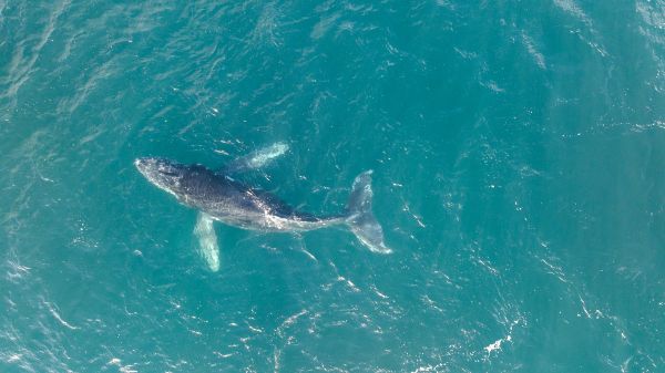 Ballena Jorobada