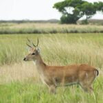Venado