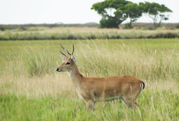 Venado