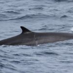Ballena