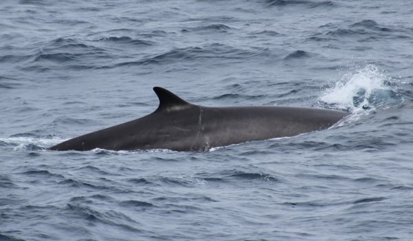 Ballena